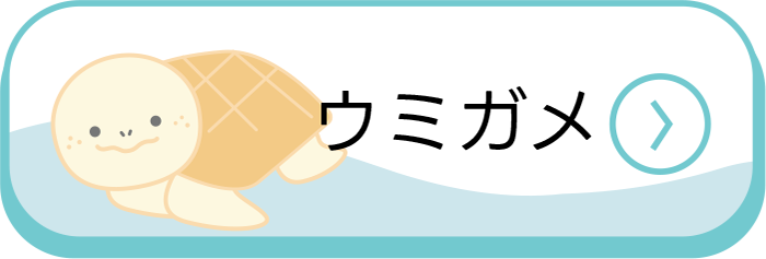 海のいきものＱ＆Ａ｜PukapukaBoo プカプカブー ウミガメ